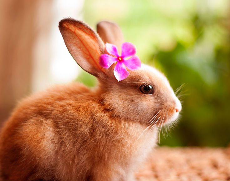 A cute bunny